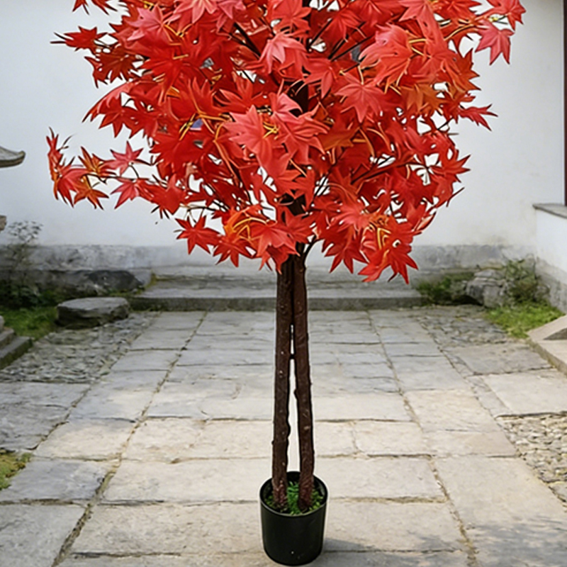 Maple Tree for Home and Garden - Japanese Garden Bonsai avis et prix