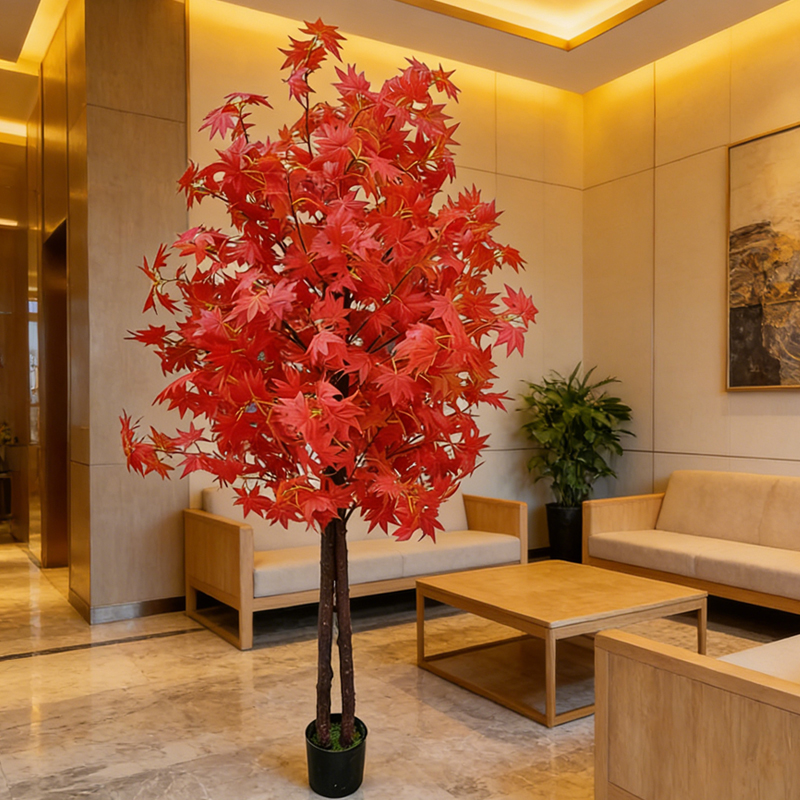 Maple Tree for Home and Garden - Japanese Garden Bonsai avis et prix